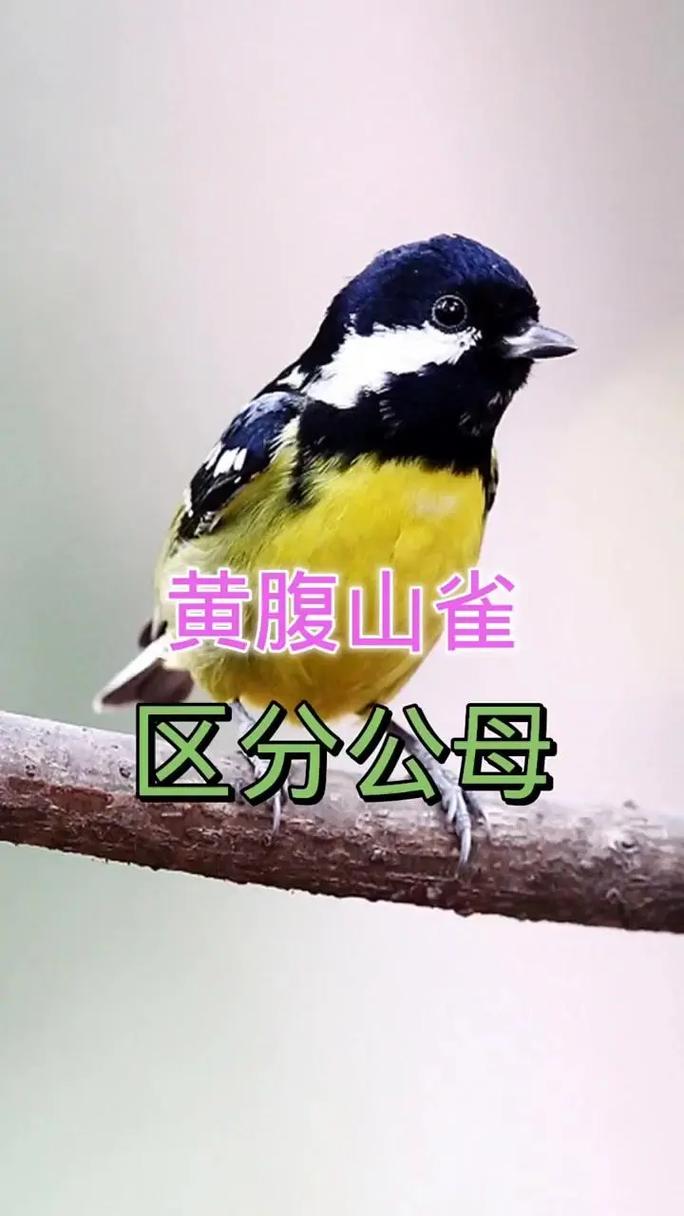 黄雀怎么分公母,黄雀怎么分公母?