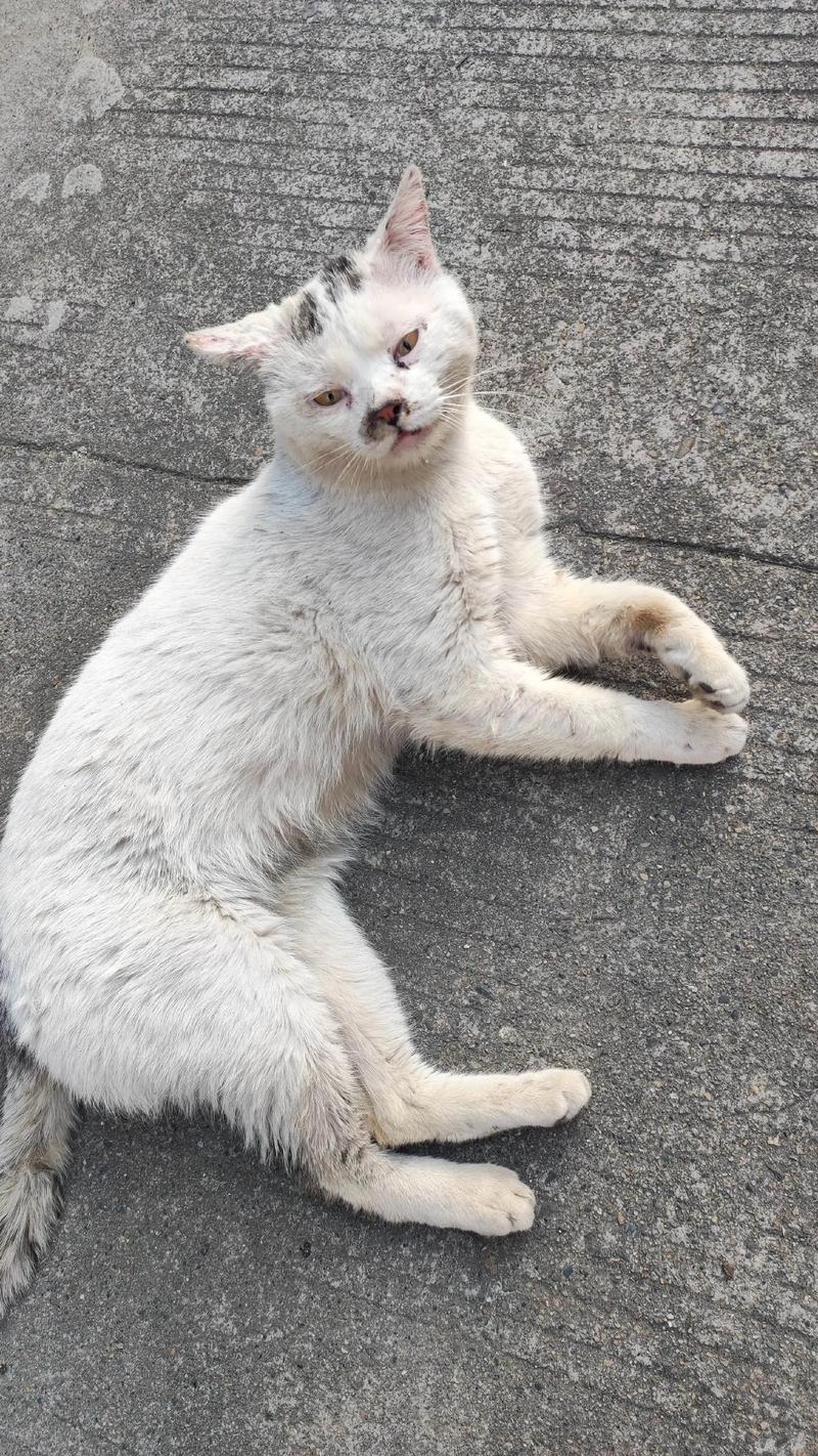 流浪猫什么情况下会换环境,流浪猫什么情况下会换环境呢