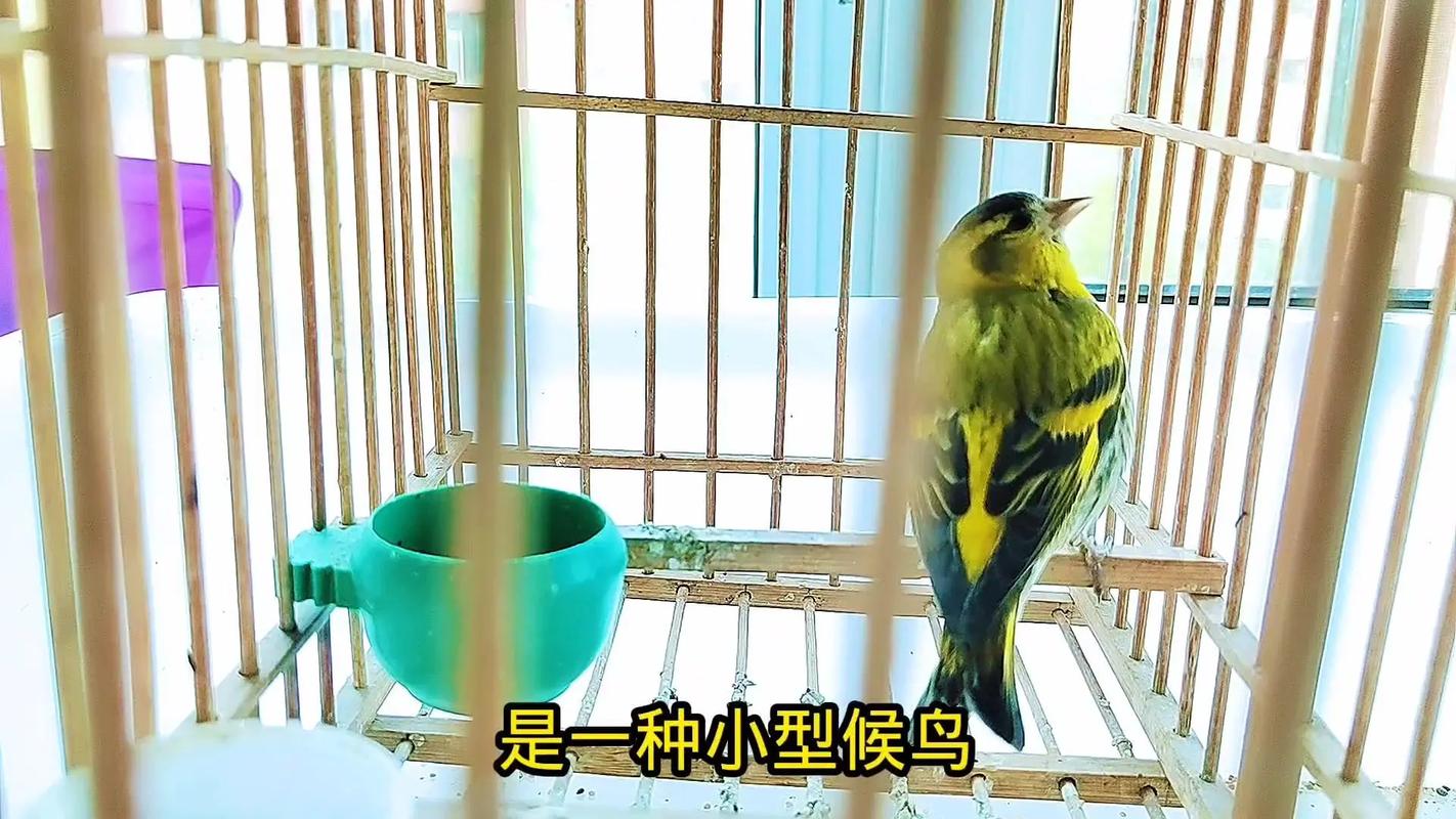 黄雀在后是什么意思,黄雀在后是什么意思指什么