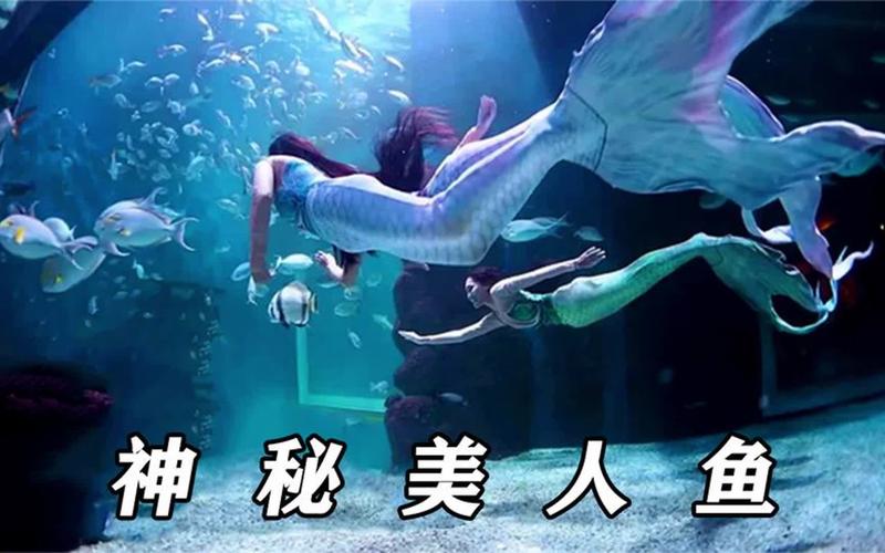 鹭卓美人鱼舞台,鹭卓唱美人鱼在第几期