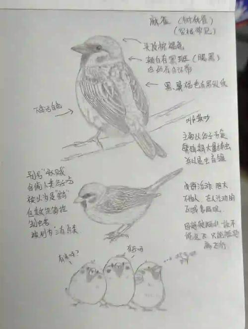 黄雀散尾,黄雀散尾最简单三个步骤