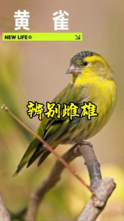 黄雀怕人吗?,黄雀怕什么动物