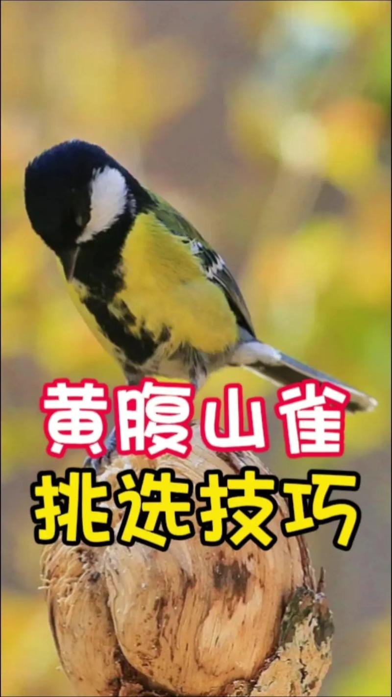 养黄雀的10大忌讳是什么,养黄雀的10大忌讳是什么呢