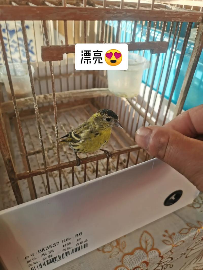 野生黄雀能养活吗,野生黄雀幼鸟怎么养