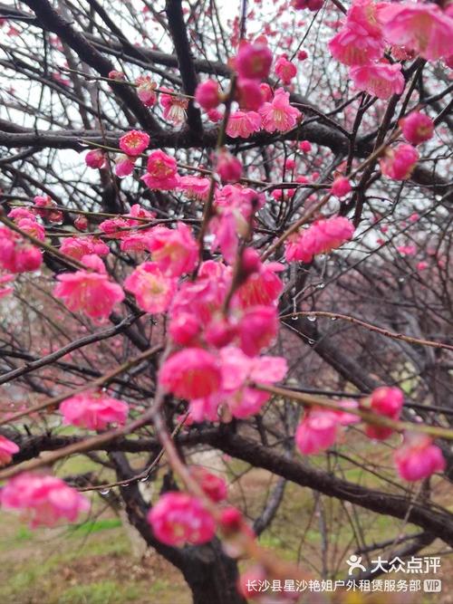 松雅湖的梅花远看像什么,中国各省简称和行政中心速记方法
