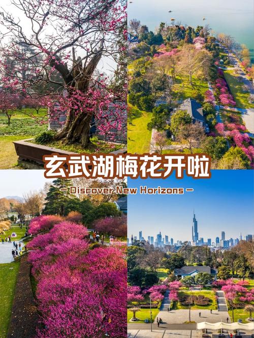 玄武湖600岁梅花在哪里,2021年玄武湖梅花什么时候开