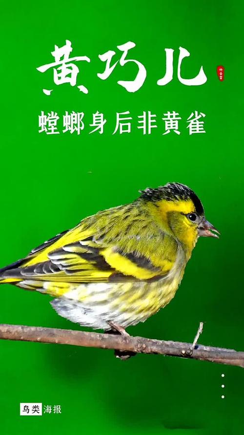 黄雀的克星第一名,黄雀的天敌是什么动物