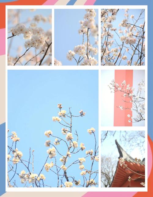 玄武湖樱花品种,玄武湖樱花品种介绍