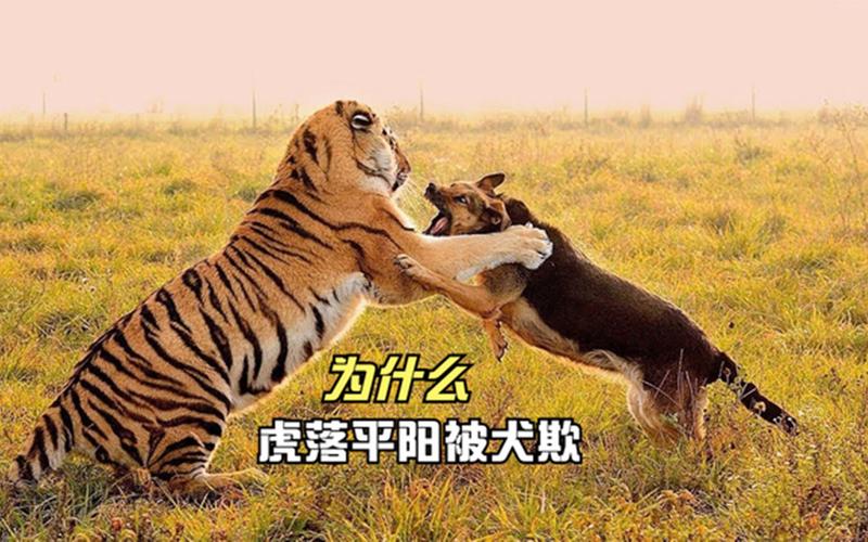 今期生肖看牛猴,虎落平阳被犬欺,虎落平阳被犬欺,牛儿大只被人骑打一生肖
