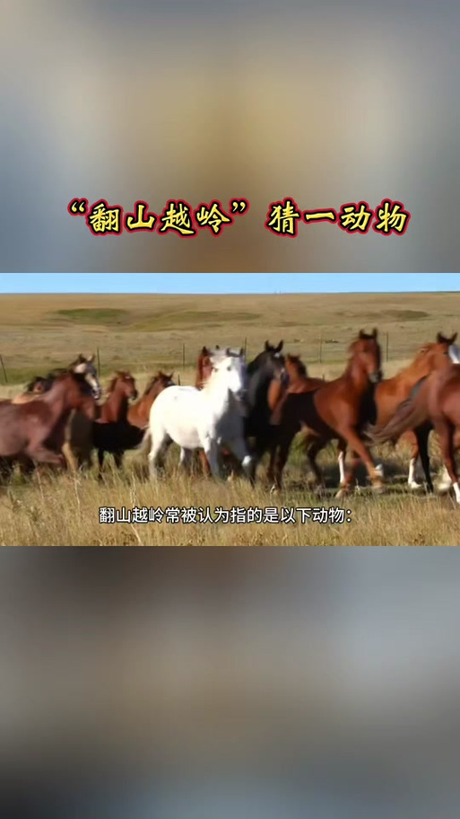 “天涯海角”是代表哪个生肖