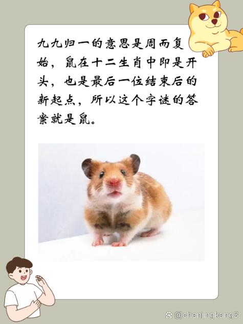 “窈窕淑女”打一生肖是什么