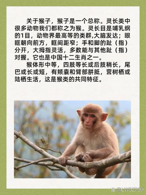 什么动物最灵活打一生肖的简单介绍