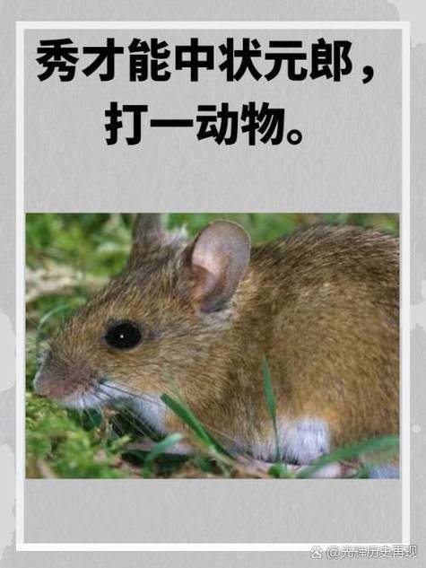 “作家”打一准确动物生肖