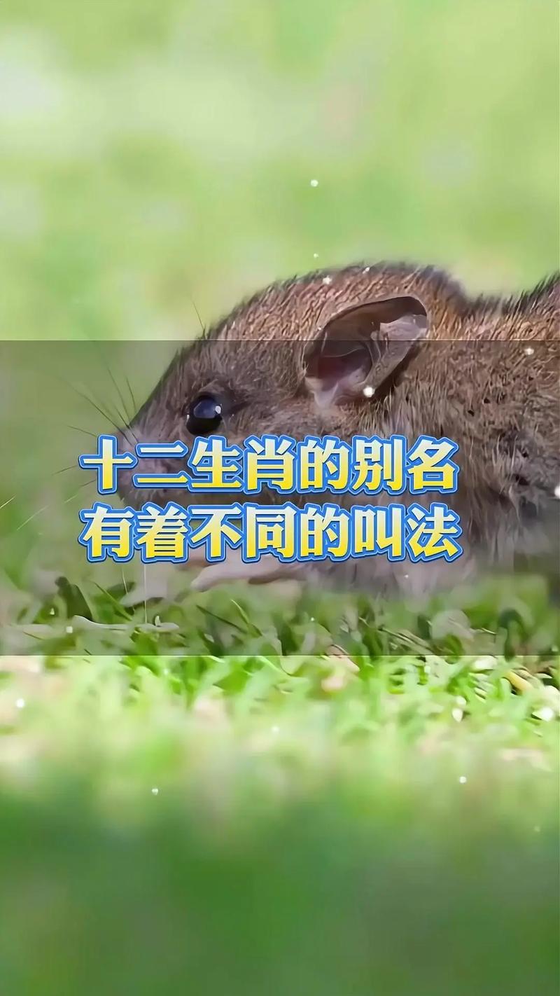 今期生肖最尽责指什么生肖动物,今期生肖最尽责指什么生肖动物呢