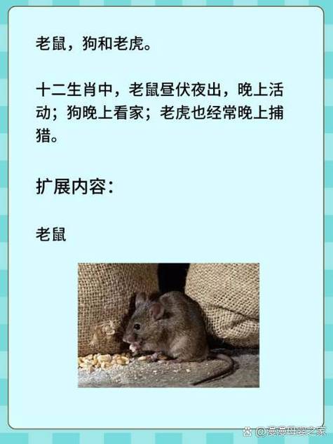 “鼠狗原是同一家什么生肖”打一个生肖动物