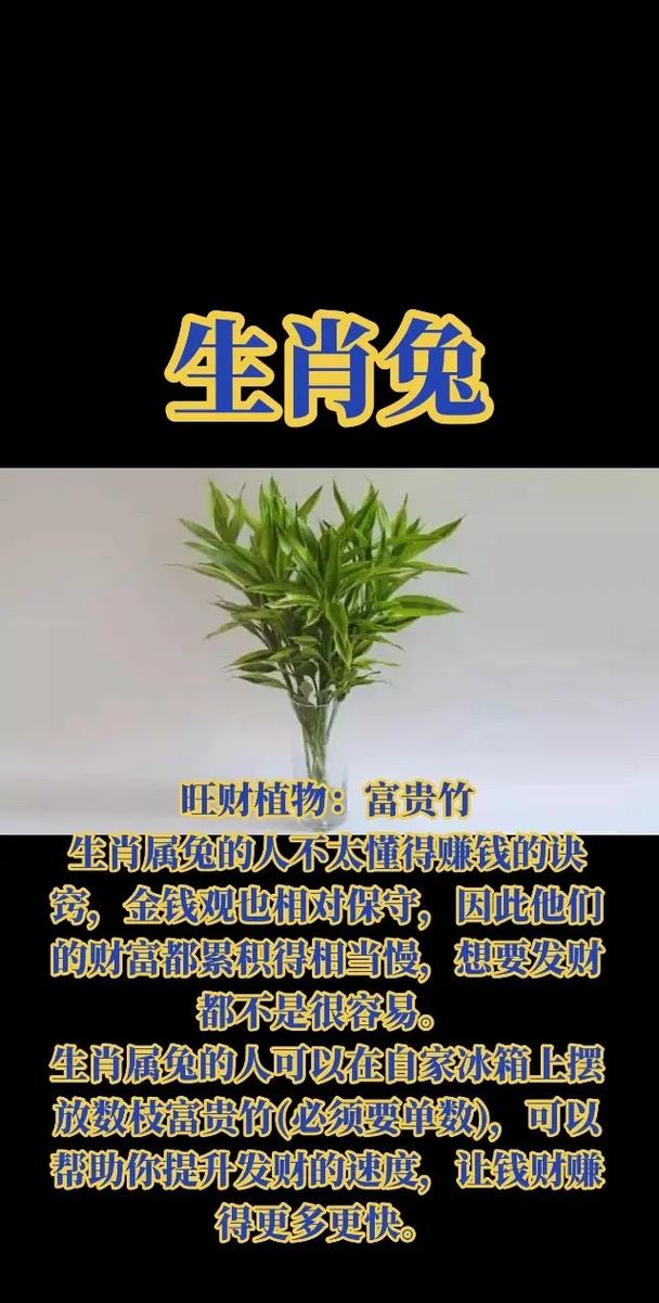 什么生肖种什么花走运,什么生肖种什么植物旺财