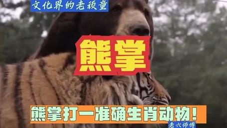 “日常”打一准确动物生肖