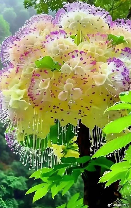 “奇异花草”打一生肖是什么
