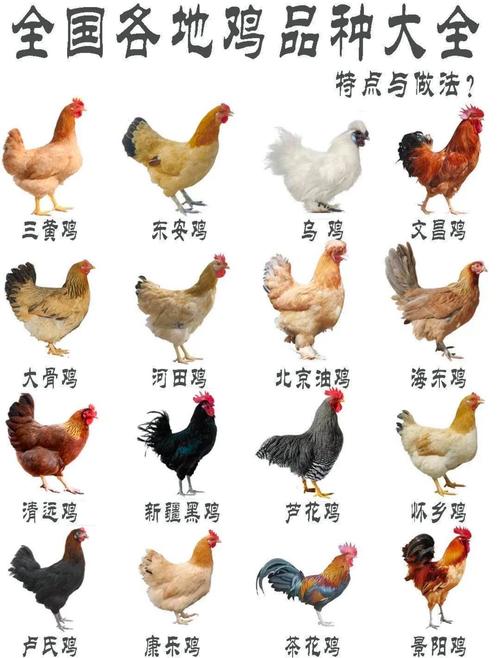 “中国特色的肉鸡发展之路”指什么生肖