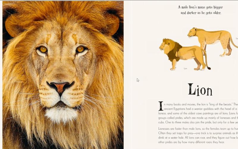 lion的复数:Lion的复数是什么