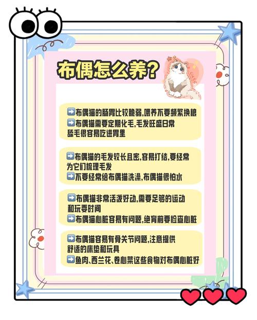 波偶猫的全方位养护指南：健康、性格与训练技巧