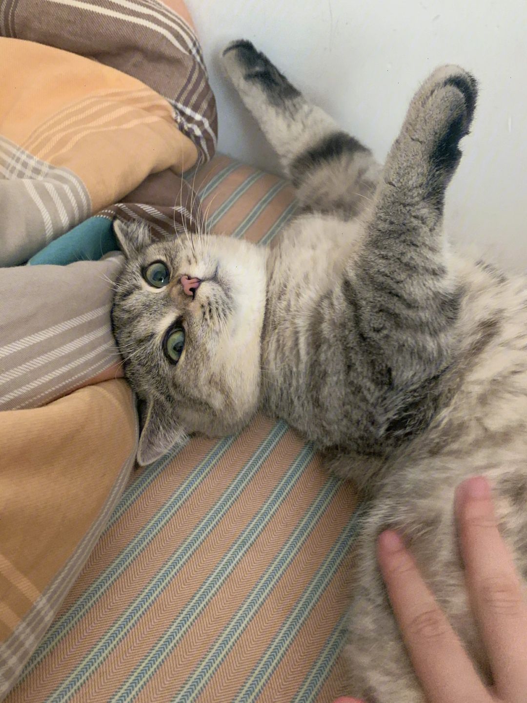 密聊猫最新版本-猫咪mv最新地域网名怎么取