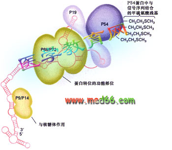 partical-particles