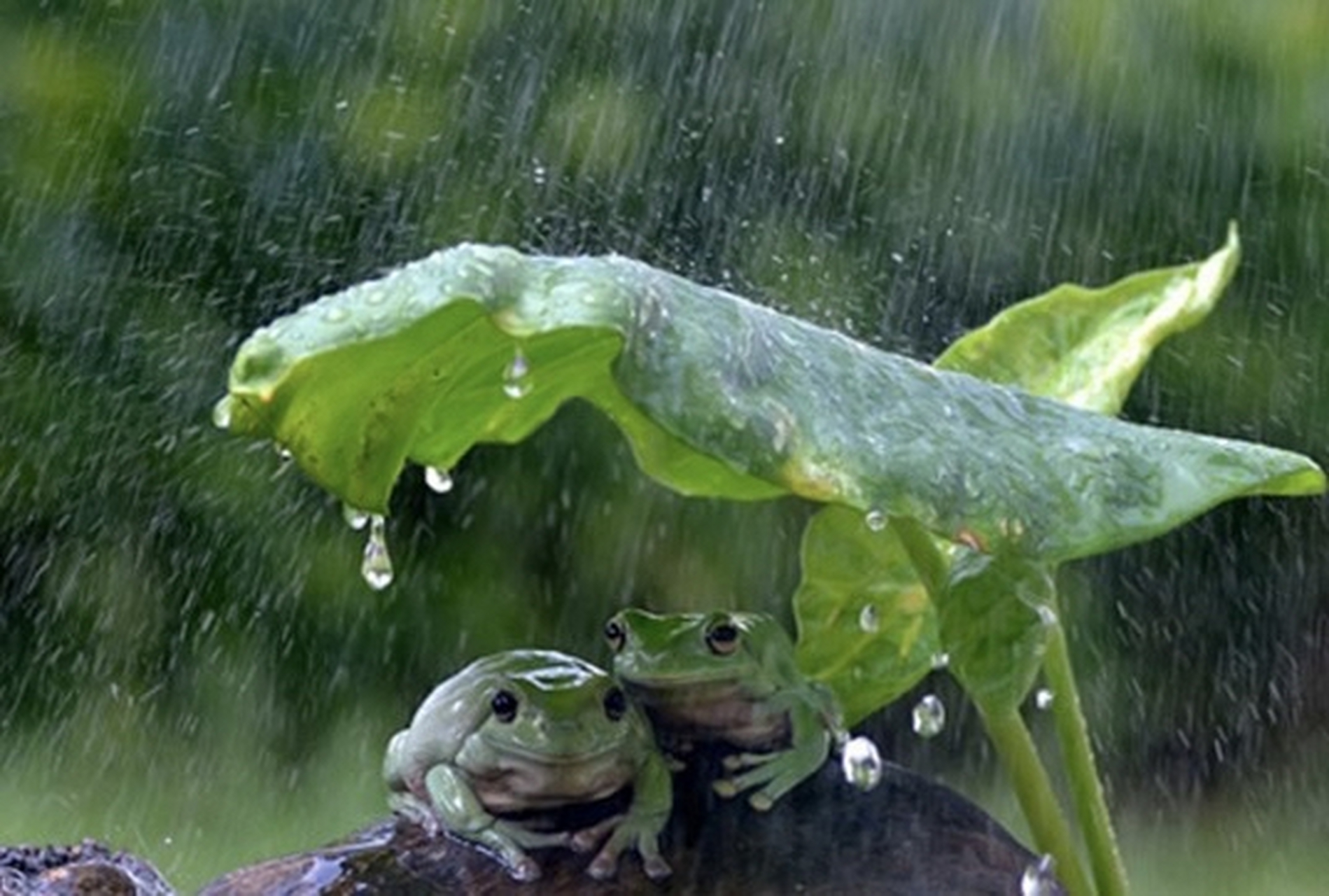 荫雨打一最佳动物，阴雨萌萌是什么生肖